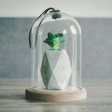 Pretty Things Cloche Succulent Vase