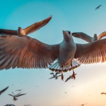 36" x 24" Seagulls Print